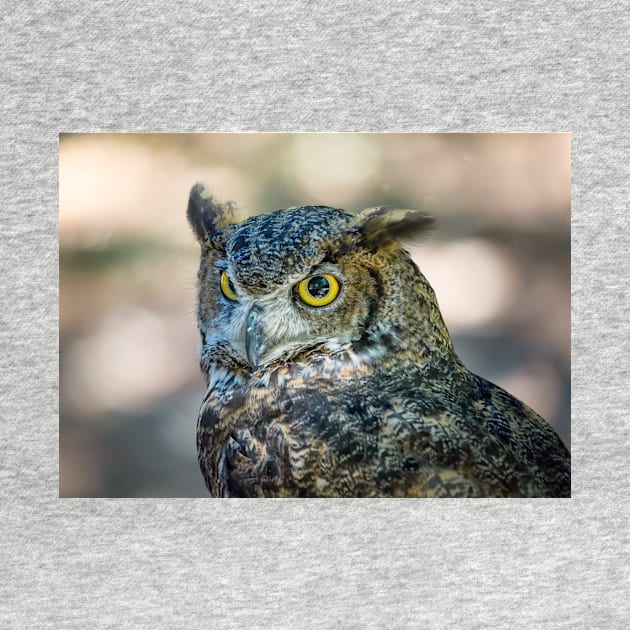 Owl Portrait, Grants Pass, Oregon, 2016 by JeffreySchwartz